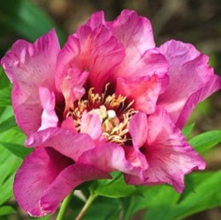 Paeonia Itoh-hybride 'Vision of Sugar Plums'