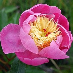 Paeonia lactiflora 'Bowl of Beauty' (LD)