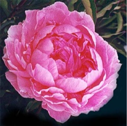 Paeonia lactiflora 'Bunker Hill'