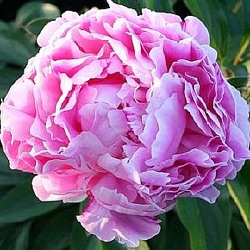 Paeonia lactiflora 'Dr. Alexander Fleming'