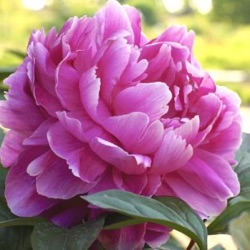 Paeonia lactiflora 'Jadwiga'