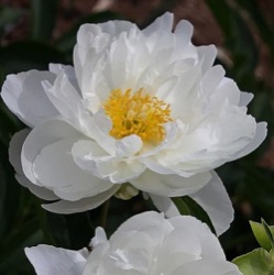 Paeonia lactiflora 'Miss America'