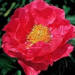 Paeonia lactiflora 'Paula Fay'