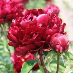 Paeonia lactiflora 'Peter Brand'