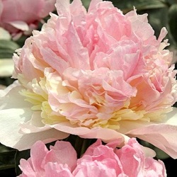 Paeonia lactiflora 'Raspberry Sunday'