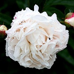 Paeonia lactiflora 'Shirley Temple'