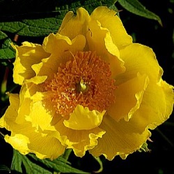Paeonia lutea var. ludlowii