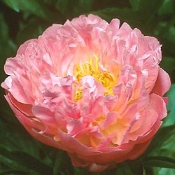 Paeonia 'Pink Hawaiian Coral' (LD)