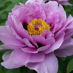 Paeonia suffruticosa 'Ling Hua Zhan Lu'