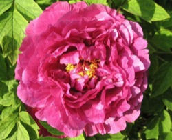 Paeonia suffruticosa 'Luo Yang Hong' ('Zi Qiao')