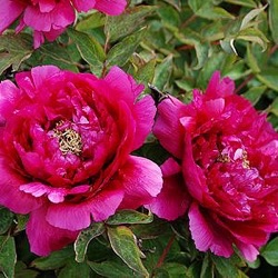 Paeonia suffruticosa 'Wu Long Peng Sheng'