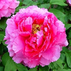 Paeonia suffruticosa 'Yin Hong Qiao Dui' ('Silver Red')