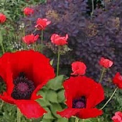 Papaver orientale 'Beauty of Livermere'