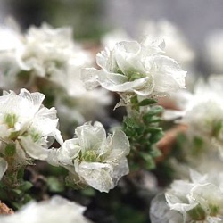 Paronychia kapela subsp. serpyllifolia