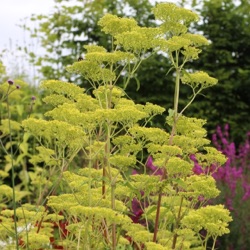 Patrinia monandra