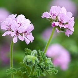 Pelargonium capitatum 'Attar of Roses'