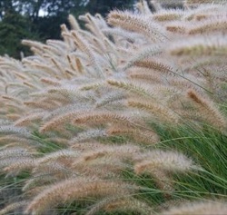 Pennisetum alopecuroides 'Cassian'