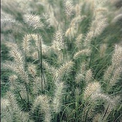 Pennisetum alopecuroides 'Weserbergland'