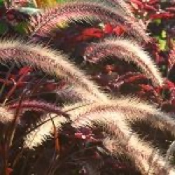 Pennisetum x advena 'Rubrum'