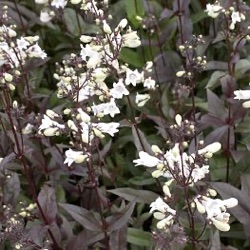 Penstemon digitalis 'Husker Red'