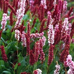 Persicaria affinis 'Darjeeling Red'