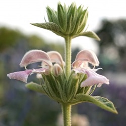 Phlomis bovei subsp. maroccana