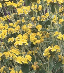 Phlomis grandiflora 'Lloyd's Silver'