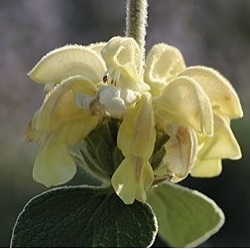 Phlomis 'Le Chat'