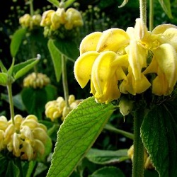 Phlomis russeliana