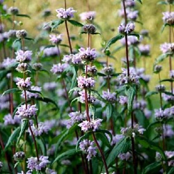 Phlomoides tuberosa 'Amazone' (Phlomis)