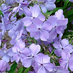 Phlox divaricata 'Blue Moon'