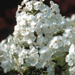 Phlox paniculata 'David'