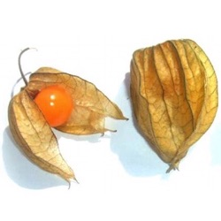 Physalis peruviana (P. edulis)