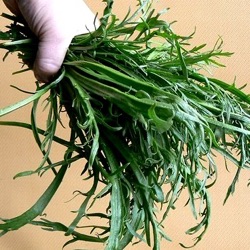 Plantago coronopus 'Minutina'