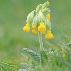 Primula veris (P. officinalis)