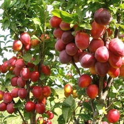 Prunus domestica 'Mirabelle Ruby' (zuilvorm)