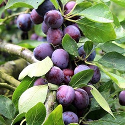 Prunus domestica 'Opal' (laagstam)