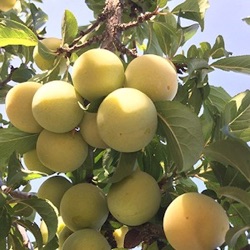 Prunus domestica 'Reine Claude d'Oullins' (laagstam)