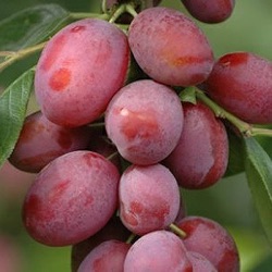 Prunus domestica 'Victoria' (laagstam)  ('Reine Victoria')