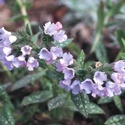 Pulmonaria opal 'Ocupol'