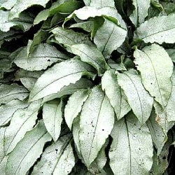 Pulmonaria 'Samurai'  ™