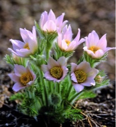 Pulsatilla vulgaris 'Perlen Glokke'