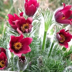 Pulsatilla vulgaris 'Rode Klokke'