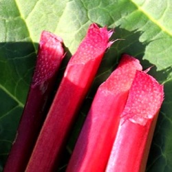Rheum rhabarbarum 'Canada Red'