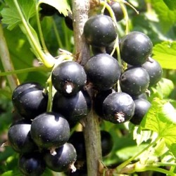 Ribes nigrum 'Titania'