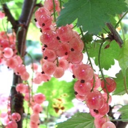 Ribes rubrum 'Gloire des Sablons'