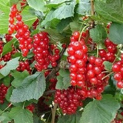 Ribes rubrum 'Jonkheer van Tets'