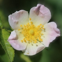 Rosa balsamica