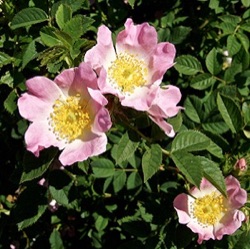 Rosa canina