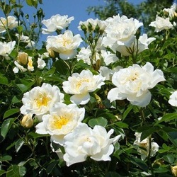 Rosa 'City of York' ('Direktor Benschop')